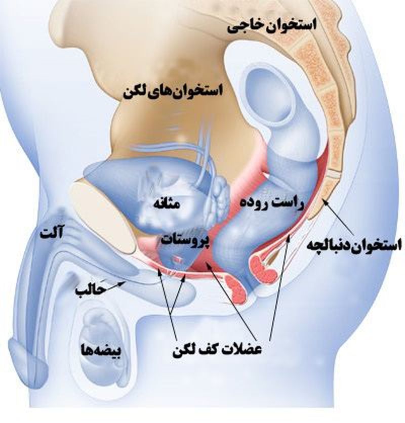 زود انزالی در مردها