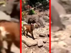 فیلم شکار بزغاله توسط کومودو در طبیعت