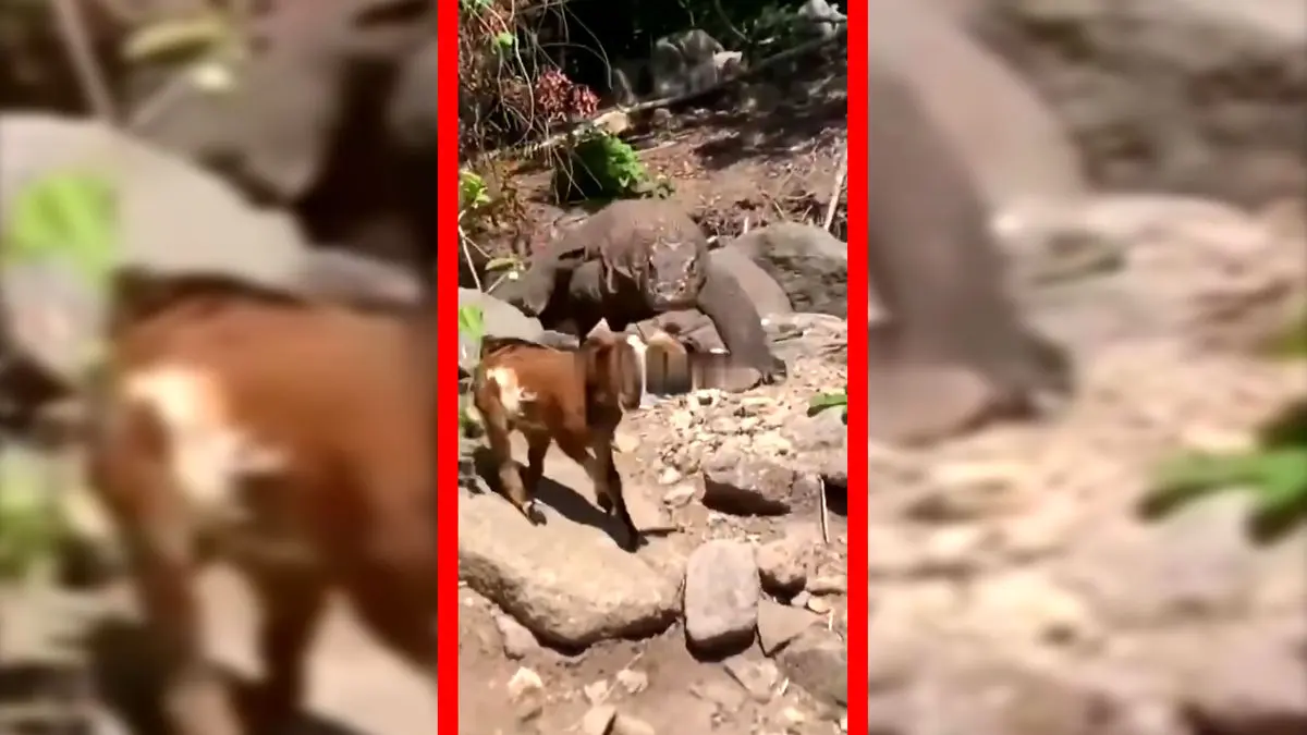 فیلم شکار بزغاله توسط کومودو در طبیعت