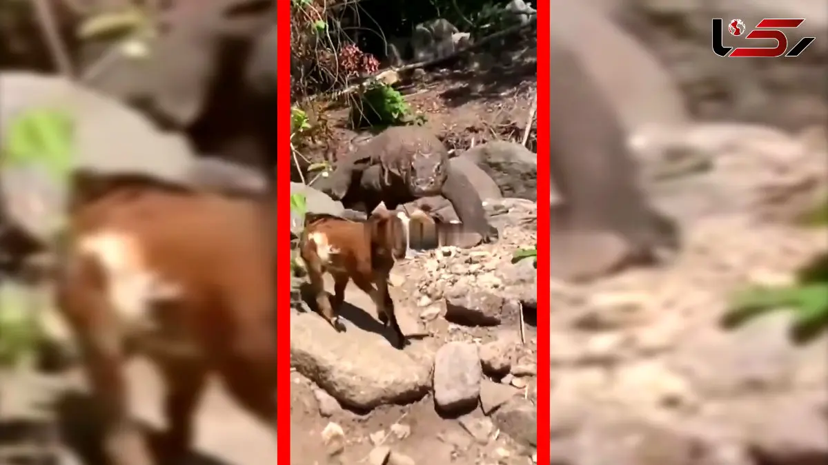 فیلم شکار بزغاله توسط کومودو در طبیعت