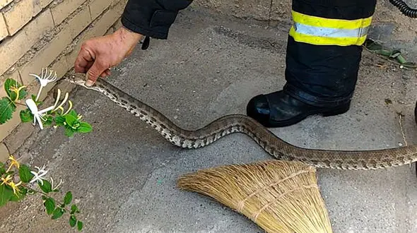 زنده گیری دومین مار افعی در نی‌ریز / این مار در خانه ها جولان می داد 