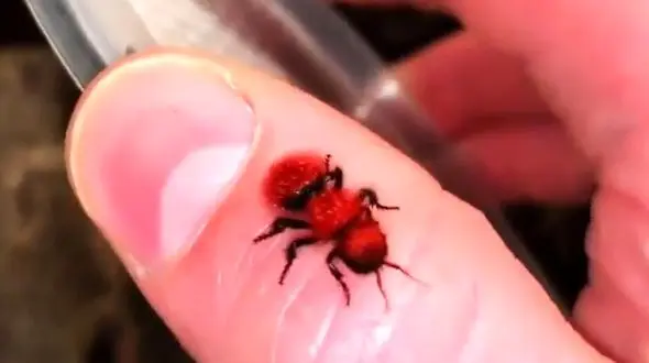 فیلم چندش آور از مورچه گاوکش /باور نمی کنید مورچه باشد!