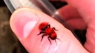 فیلم چندش آور از مورچه گاوکش /باور نمی کنید مورچه باشد!