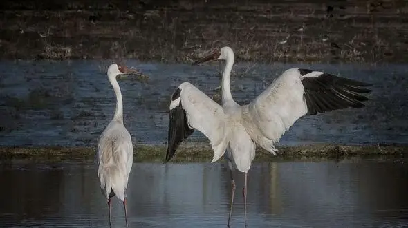 رویا همراه امید نرفت/درنای سیبری باز تنها سفر کرد
