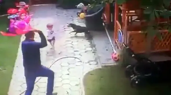 فیلم حمله سگ وحشی به کودک 2 ساله