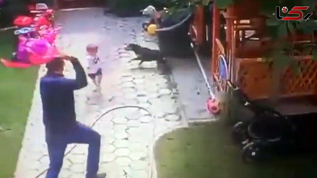فیلم حمله سگ وحشی به کودک 2 ساله