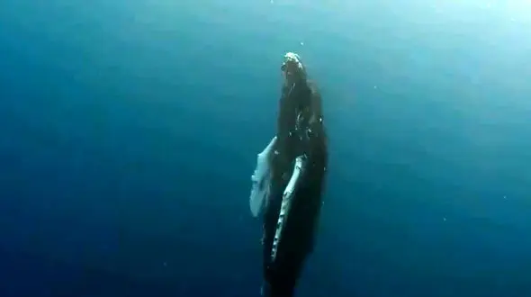 ببینید /  نمایش دیدنی نهنگ جلوی دوربین + فیلم 