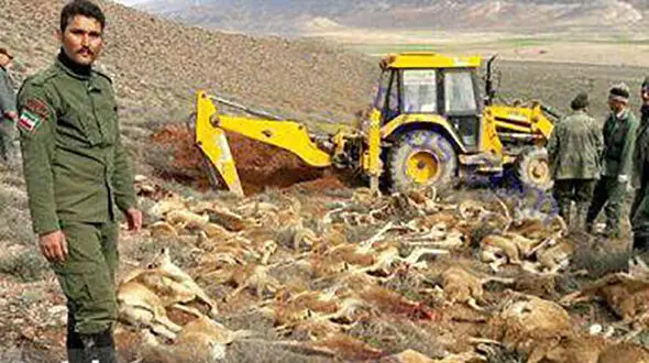 
تلف شدن یکباره ۱۶۰ راس قوچ و میش در پارک ملی گلستان+عکس
