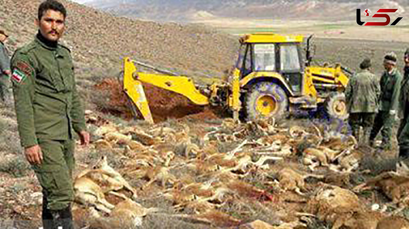 
تلف شدن یکباره ۱۶۰ راس قوچ و میش در پارک ملی گلستان+عکس
