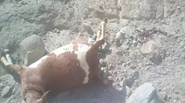 وحشت از حمله خونین پلنگ وحشی در میناب  