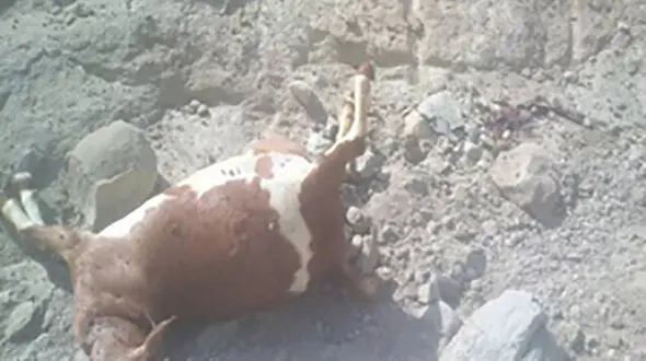 وحشت از حمله خونین پلنگ وحشی در میناب  