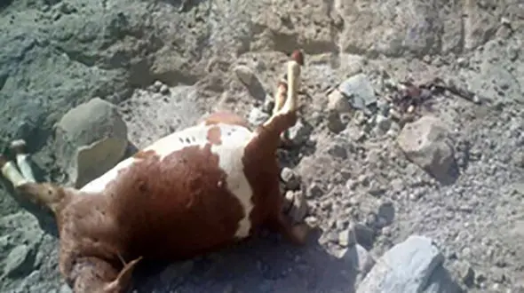 وحشت از حمله خونین پلنگ وحشی در میناب  