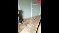 بازی وحشتناک کودک نوپا با مارها + فیلم