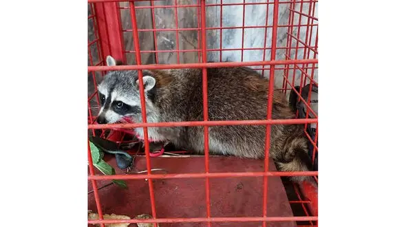 بامزه ترین راکون ایران در مشهد پیدا شد + عکس 