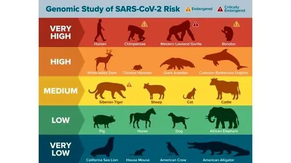 کرونا در کمین چه حیواناتی است؟