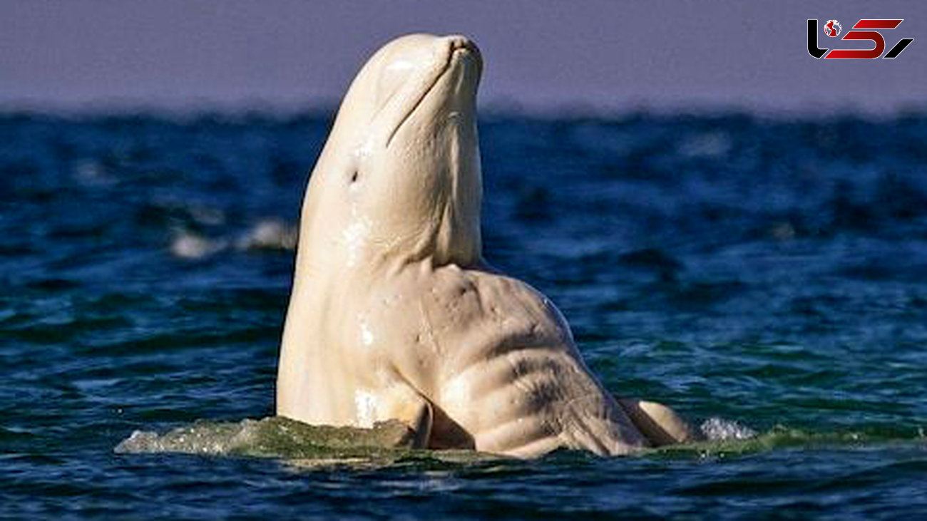 همزبانی نهنگ سفید با دلفین ها  + عکس