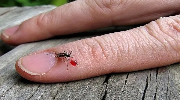 اگر برای پشه‌ها جذاب هستید؛ بخوانید!