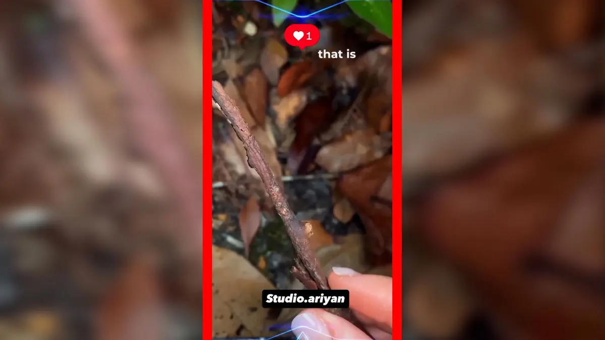 فیلم استتار شگفت‌انگیز هرماگوراس سیگیلاتوس شبیه چوب خشک