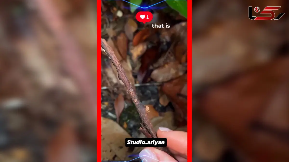 فیلم استتار شگفت‌انگیز هرماگوراس سیگیلاتوس شبیه چوب خشک