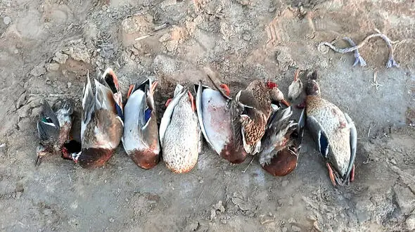 دستگیری شکارچیان متخلف در تالاب مره قم