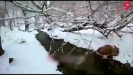 طبیعت شگفت انگیز زمستانی دریاچه سمیرم + فیلم