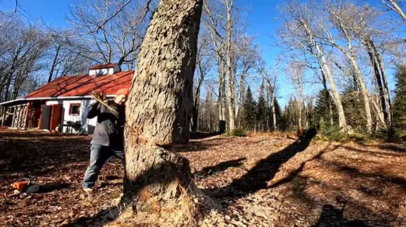 فیلم سقوط درخت قطع شده در نزدیکی خانه / خوش شانسی در اوج بدشانسی 