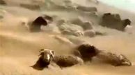 کلیپ دفن گوسفندان زیر طوفان شن تکذیب شد / واکنش فرمانداران شمال سیستان و بلوچستان + فیلم 