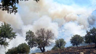آتش سوزی دوباره در جنگل اولنگ / ۵ هکتار دیگر سوخت !