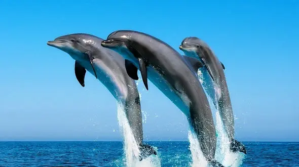 رقص چشم نواز دلفین های دریایی + فیلم 