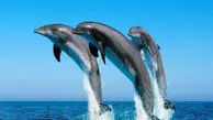 رقص چشم نواز دلفین های دریایی + فیلم 