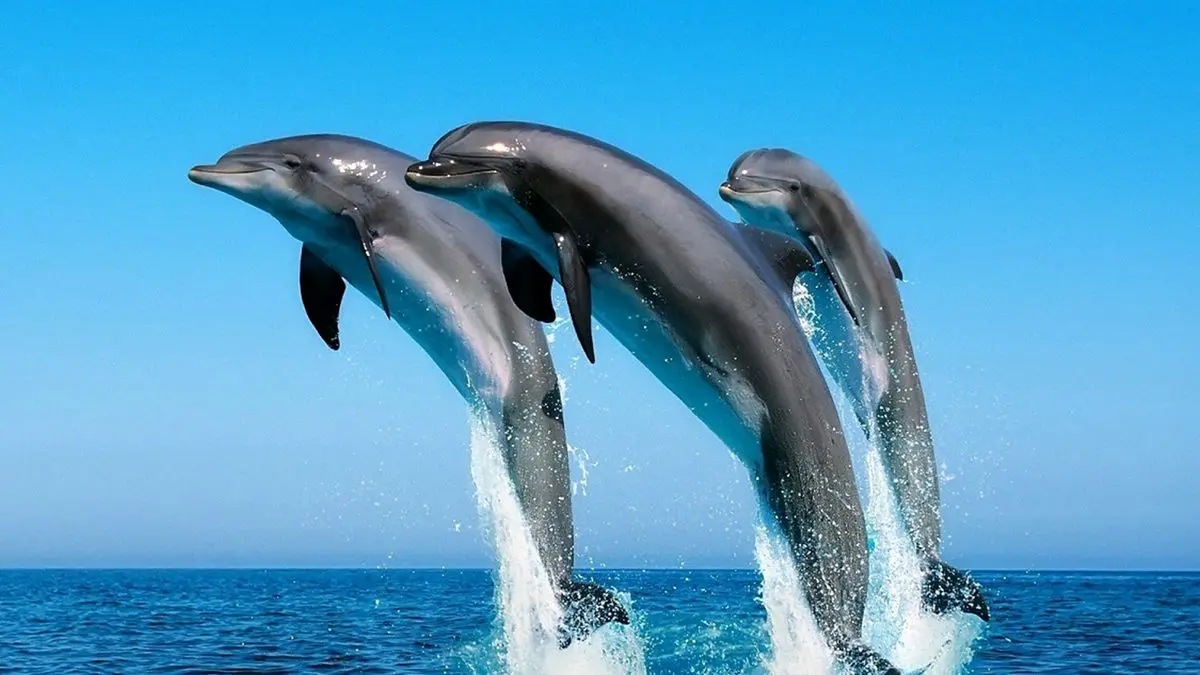 رقص چشم نواز دلفین های دریایی