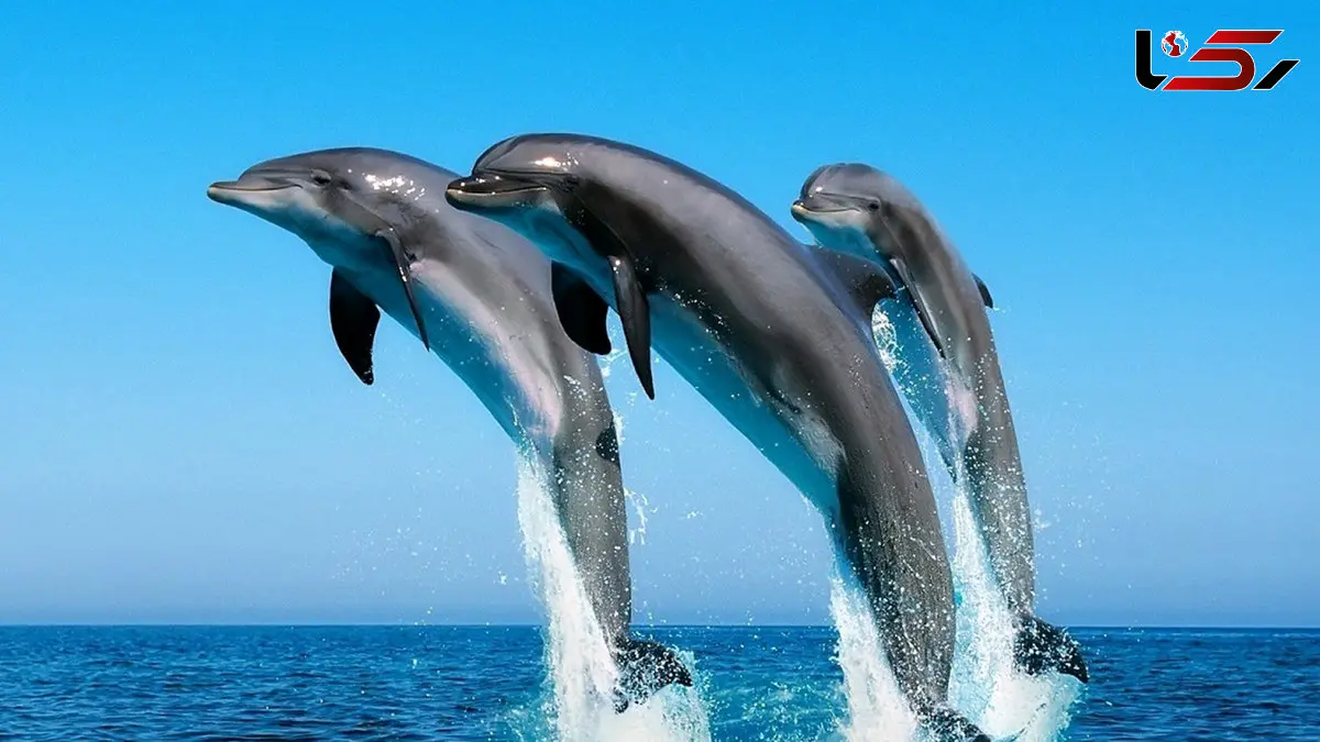 رقص چشم نواز دلفین های دریایی + فیلم 