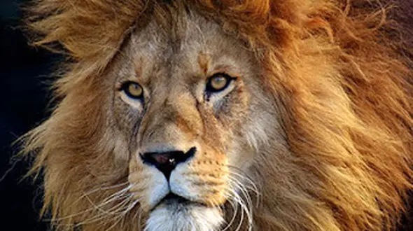 صمیمیت بین شیر و انسان 