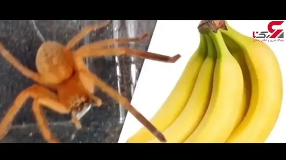 موز خوردن شاید جان شما را بگیرد! + فیلم