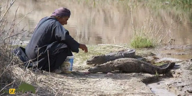 ملک‌دینار شجره