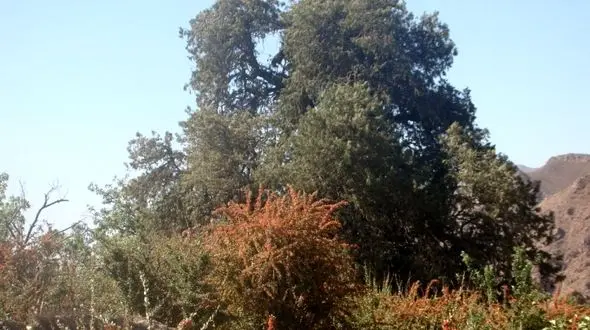 ثبت ملی سرو کهنسال 850 ساله در سربیشه +عکس