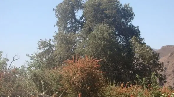 ثبت ملی سرو کهنسال 850 ساله در سربیشه +عکس