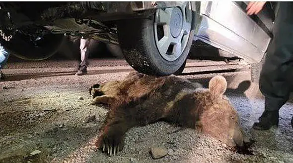 عکس تلخ / له شدن خرس قهوه ای زیر چرخ های پژو