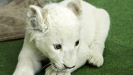 بچه شیر سفید کمیاب در باغ وحش هویزه تلف شد +عکس