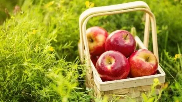 دشمن سیستم ایمنی بدن تان را بشناسید