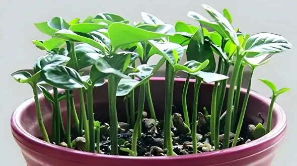 آموزش کاشت سبزه لوبیا چیتی ویژه نوروز + نکات مهم