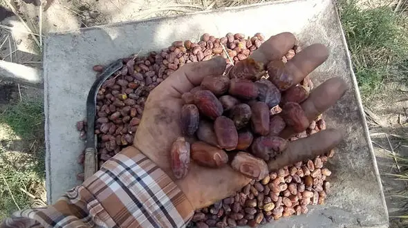 اربابان نخلستان های آبادان ، کارگران فصلی شدند/  زندگی زیر فشار شوری آب + فیلم