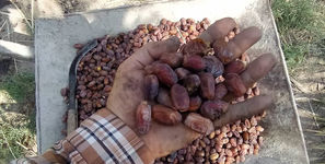 اربابان نخلستان های آبادان ، کارگران فصلی شدند/  زندگی زیر فشار شوری آب + فیلم