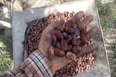 اربابان نخلستان های آبادان ، کارگران فصلی شدند/  زندگی زیر فشار شوری آب + فیلم
