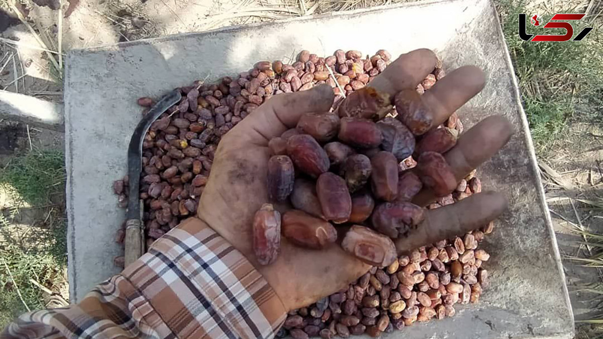 اربابان نخلستان های آبادان ، کارگران فصلی شدند/ زندگی زیر فشار شوری آب + فیلم