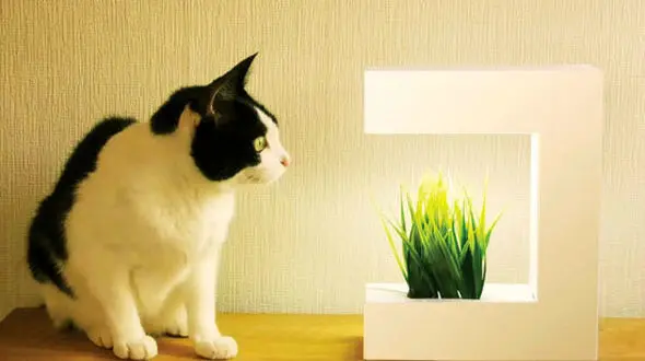 نورهای مصنوعی و شگفت انگیز برای گلدان های خانگی +عکس 