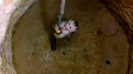 نجات بچه میمون از ته چاه / فیلم