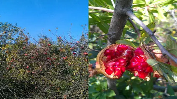 آغاز برداشت انار در ذخیره گاه زیست کره میانکاله 