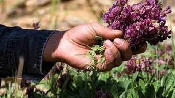 شناسایی ۳۰ گونه گیاهی متناسب با اقلیم قم