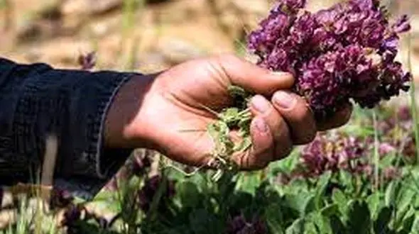 شناسایی ۳۰ گونه گیاهی متناسب با اقلیم قم